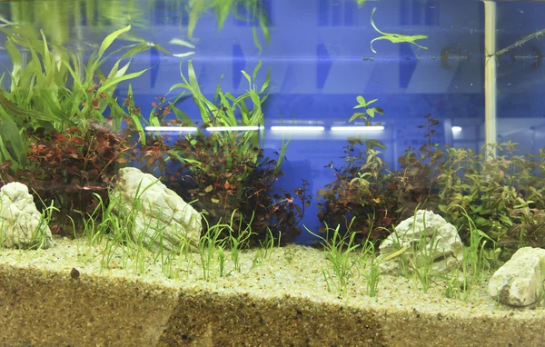 Aquarium decoration in beautiful background — Stock Photo, Image