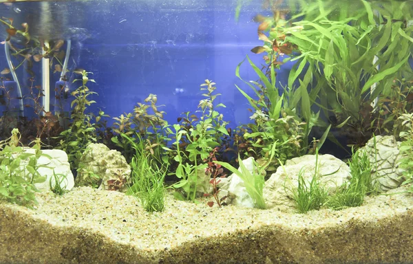 Décoration d'aquarium dans un beau fond — Photo