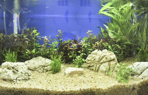 Aquarium decoratie in mooie achtergrond — Stockfoto