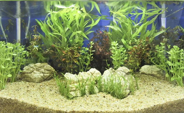 Décoration d'aquarium dans un beau fond — Photo