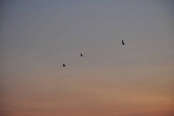 Cielo atardeceres dorados — Foto de Stock