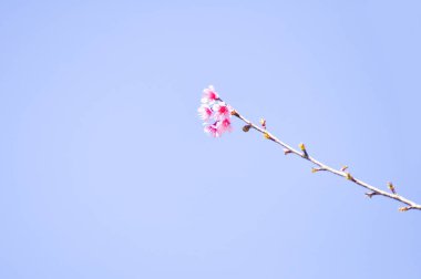 Seçici odak noktasında yabani Himalaya kiraz