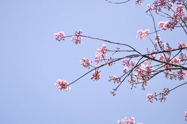 Seçici odak noktasında yabani Himalaya kiraz