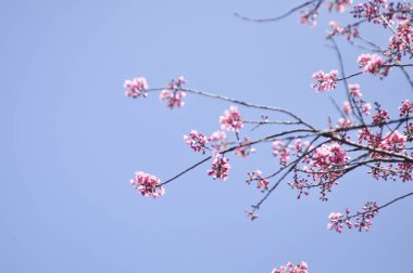Wild Himalayan Cherry in selective focus point clipart