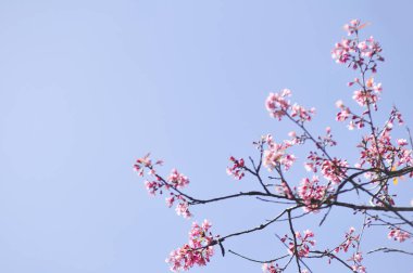 Seçici odak noktasında yabani Himalaya kiraz