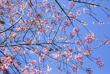 Seçici odak noktasında yabani Himalaya kiraz