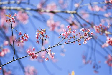 Seçici odak noktasında yabani Himalaya kiraz