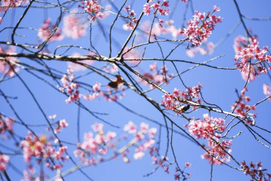 Seçici odak noktasında yabani Himalaya kiraz