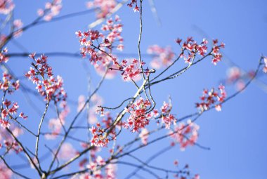 Seçici odak noktasında yabani Himalaya kiraz