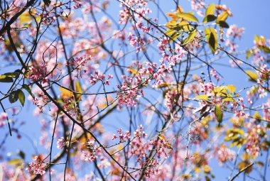 Seçici odak noktasında yabani Himalaya kiraz