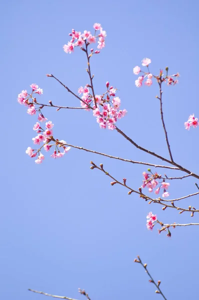 Wild Himalayan Cherry in selective focus point — Stock Photo, Image