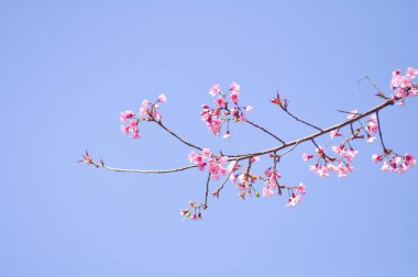 Seçici odak noktasında yabani Himalaya kiraz