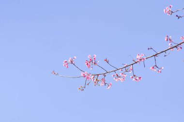 Seçici odak noktasında yabani Himalaya kiraz