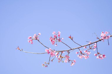 Seçici odak noktasında yabani Himalaya kiraz