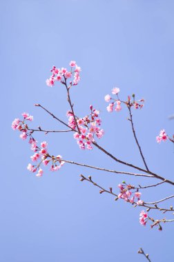 Seçici odak noktasında yabani Himalaya kiraz