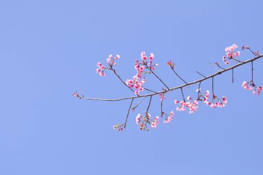 Seçici odak noktasında yabani Himalaya kiraz