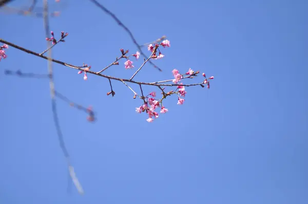 Wild Himalayan Cherry in selective focus point — Stock Photo, Image