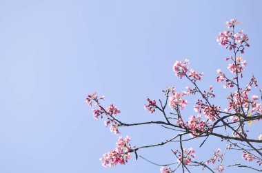 Seçici odak noktasında yabani Himalaya kiraz