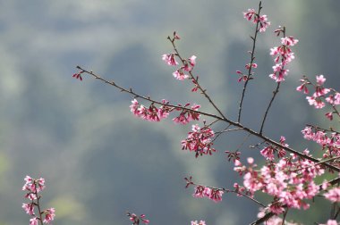 Seçici odak noktasında yabani Himalaya kiraz