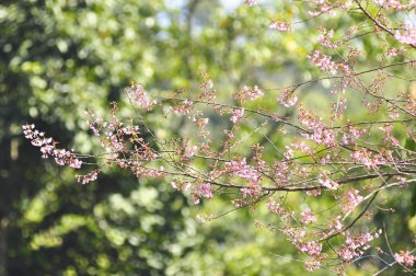 Seçici odak noktasında yabani Himalaya kiraz