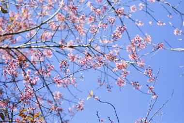 Seçici odak noktasında yabani Himalaya kiraz