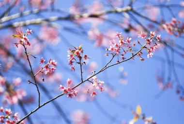 Seçici odak noktasında yabani Himalaya kiraz