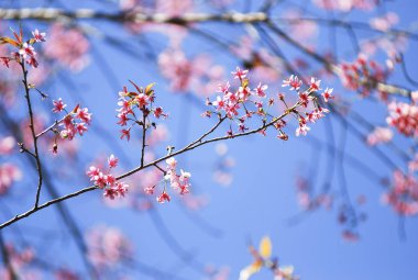 Seçici odak noktasında yabani Himalaya kiraz