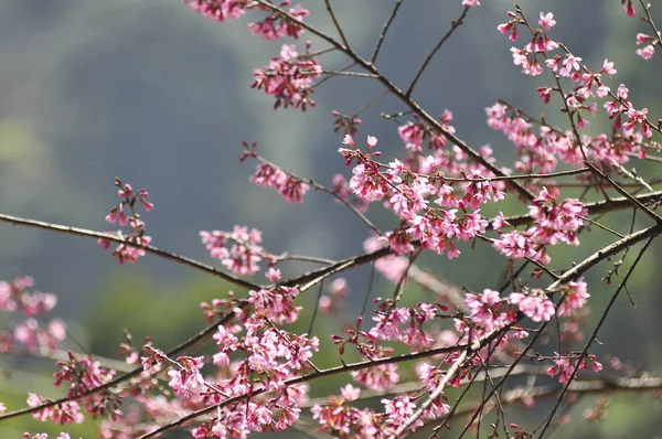 Wild Cherry Himalajów w punkt selektywnej ostrości — Zdjęcie stockowe