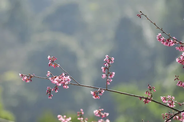 Seçici odak noktasında yabani Himalaya kiraz — Stok fotoğraf