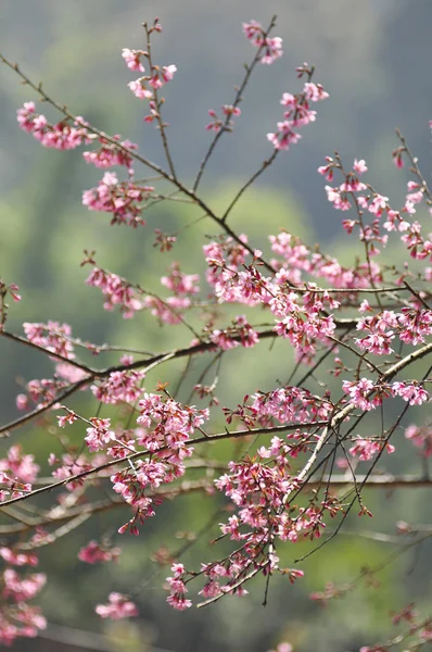 Wild Himalayan Cherry in selective focus point — Stock Photo, Image