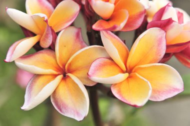 bahçede portakal plumeria