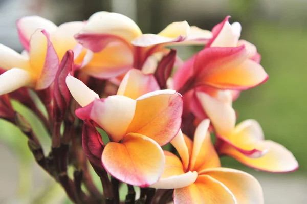 Plumeria orange dans le jardin — Photo