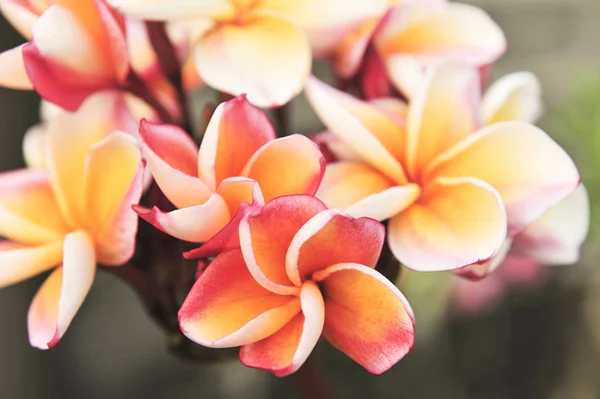 Orange Plumeria im Garten — Stockfoto