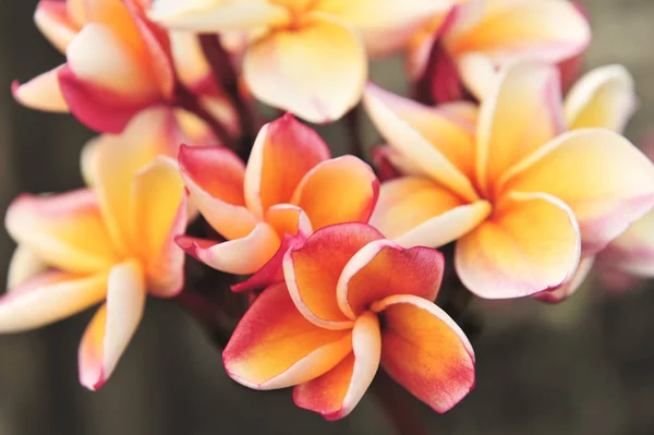 Orange Plumeria im Garten — Stockfoto