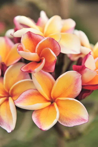 Orange plumeria in garden — Stock Photo, Image