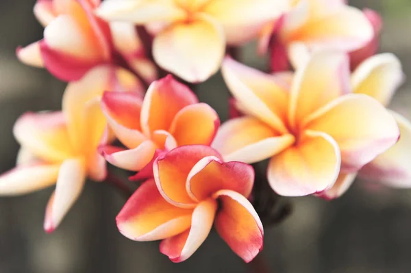 Orange Plumeria im Garten — Stockfoto