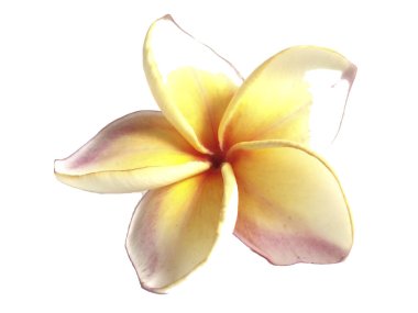 Plumeria ayrı tut moduyla beyaz arka planda