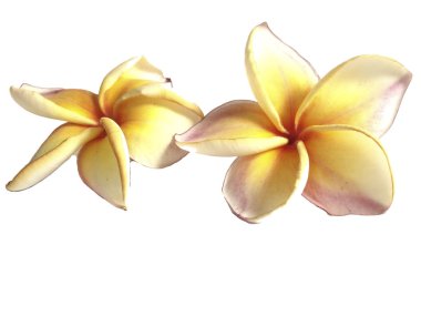 Plumeria ayrı tut moduyla beyaz arka planda