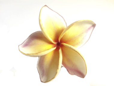 Plumeria ayrı tut moduyla beyaz arka planda