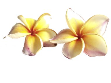 Plumeria ayrı tut moduyla beyaz arka planda