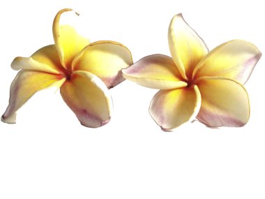 Plumeria ayrı tut moduyla beyaz arka planda