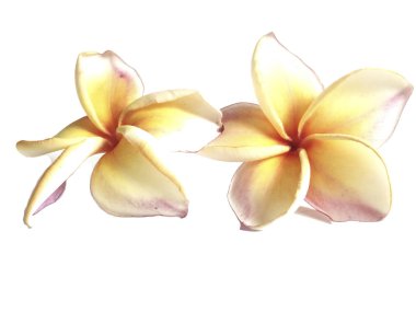Plumeria ayrı tut moduyla beyaz arka planda