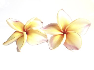 Plumeria ayrı tut moduyla beyaz arka planda