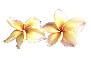 Plumeria ayrı tut moduyla beyaz arka planda