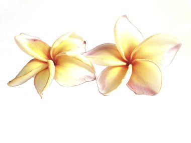 Plumeria ayrı tut moduyla beyaz arka planda