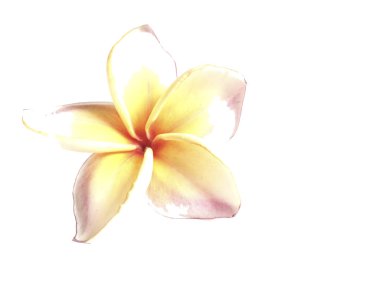 Plumeria ayrı tut moduyla beyaz arka planda