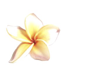 Plumeria ayrı tut moduyla beyaz arka planda