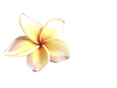 Plumeria ayrı tut moduyla beyaz arka planda