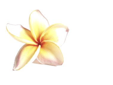 Plumeria ayrı tut moduyla beyaz arka planda