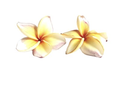 Plumeria ayrı tut moduyla beyaz arka planda